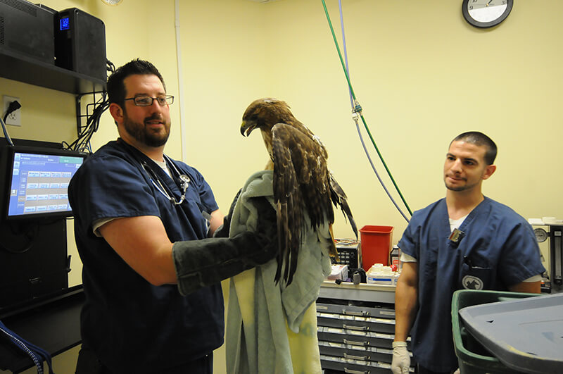 two vets with a bird