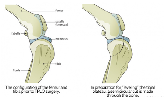 Cranial Cruciate Ligament Repair: Tibial Plateau Leveling Osteotomy (TPLO)