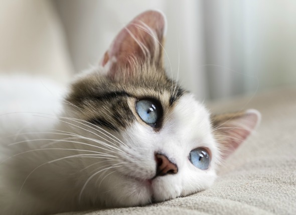 Eye Discharge (Epiphora) in Cats