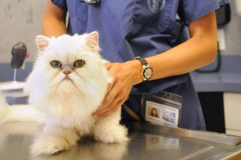 vet with white cat