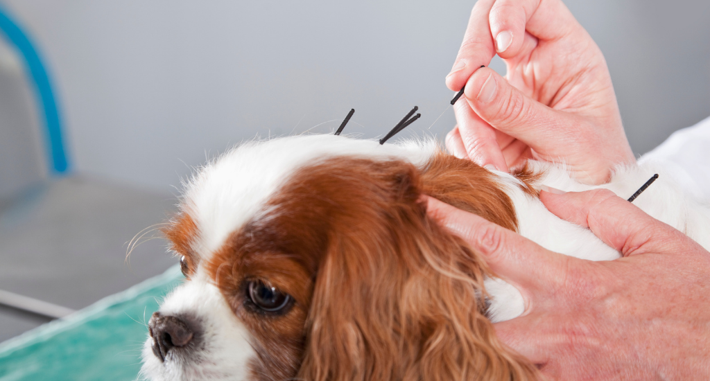 How Can Pets Benefit From Acupuncture Treatment?