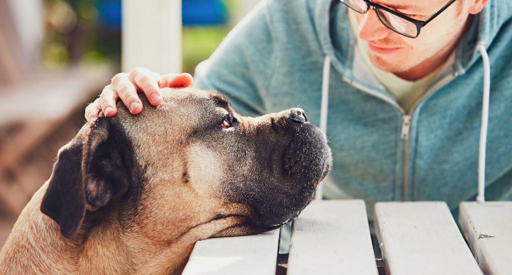 When to Call an Emergency Veterinarian