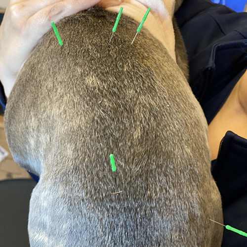 dog back with needles
