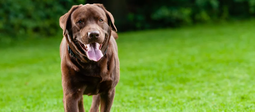 How to Identify Hip Dysplasia in Dogs