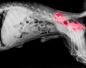 hip dysplasia in dogs in plainview, ny