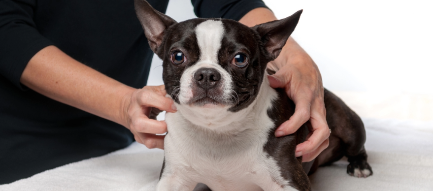 Motion Palpation and Veterinary Medical Manipulation